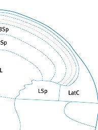 High Resolution Image Viewer :: Allen Brain Atlas: Mouse Brain